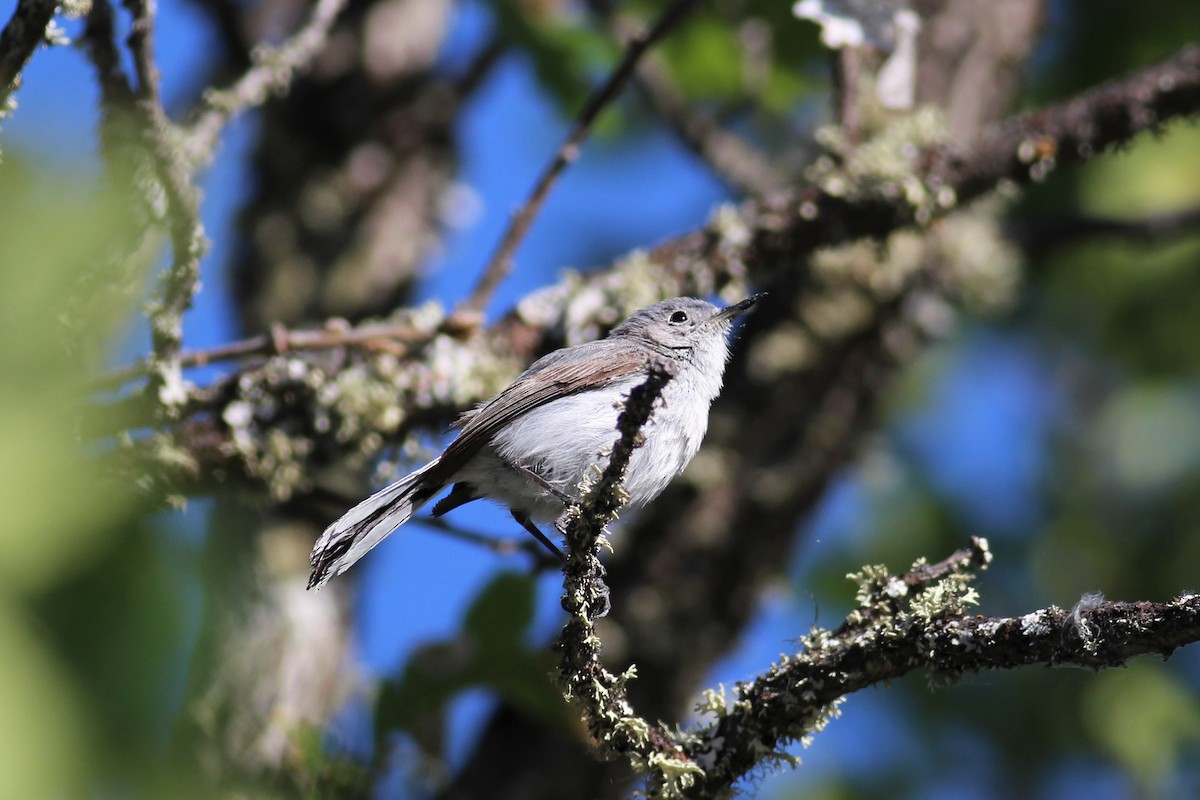 Blue-gray Gnatcatcher (obscura Group) - ML164607991