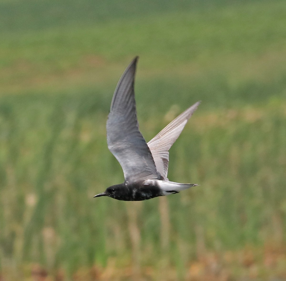 Black Tern - Larry Sirvio