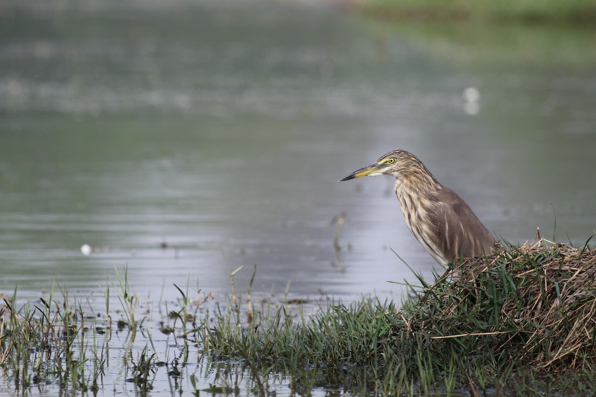 Indian Pond-Heron - Adit Nehra