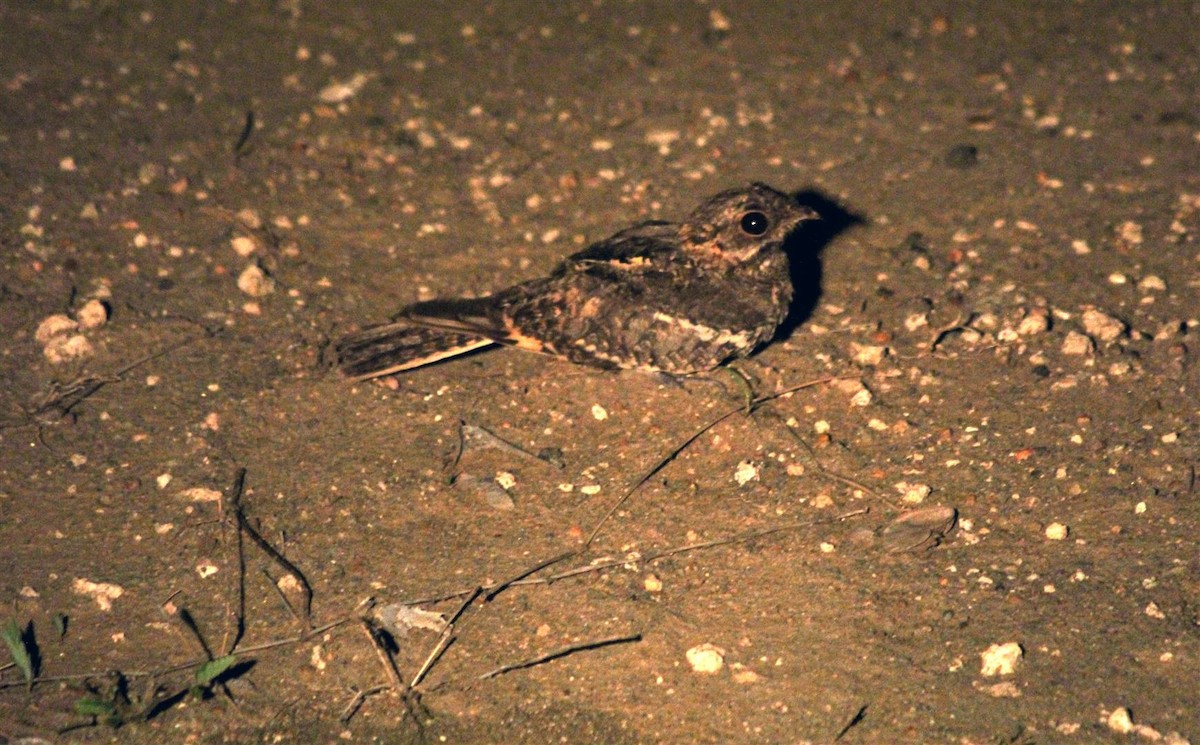 Square-tailed Nightjar - H. Resit Akçakaya