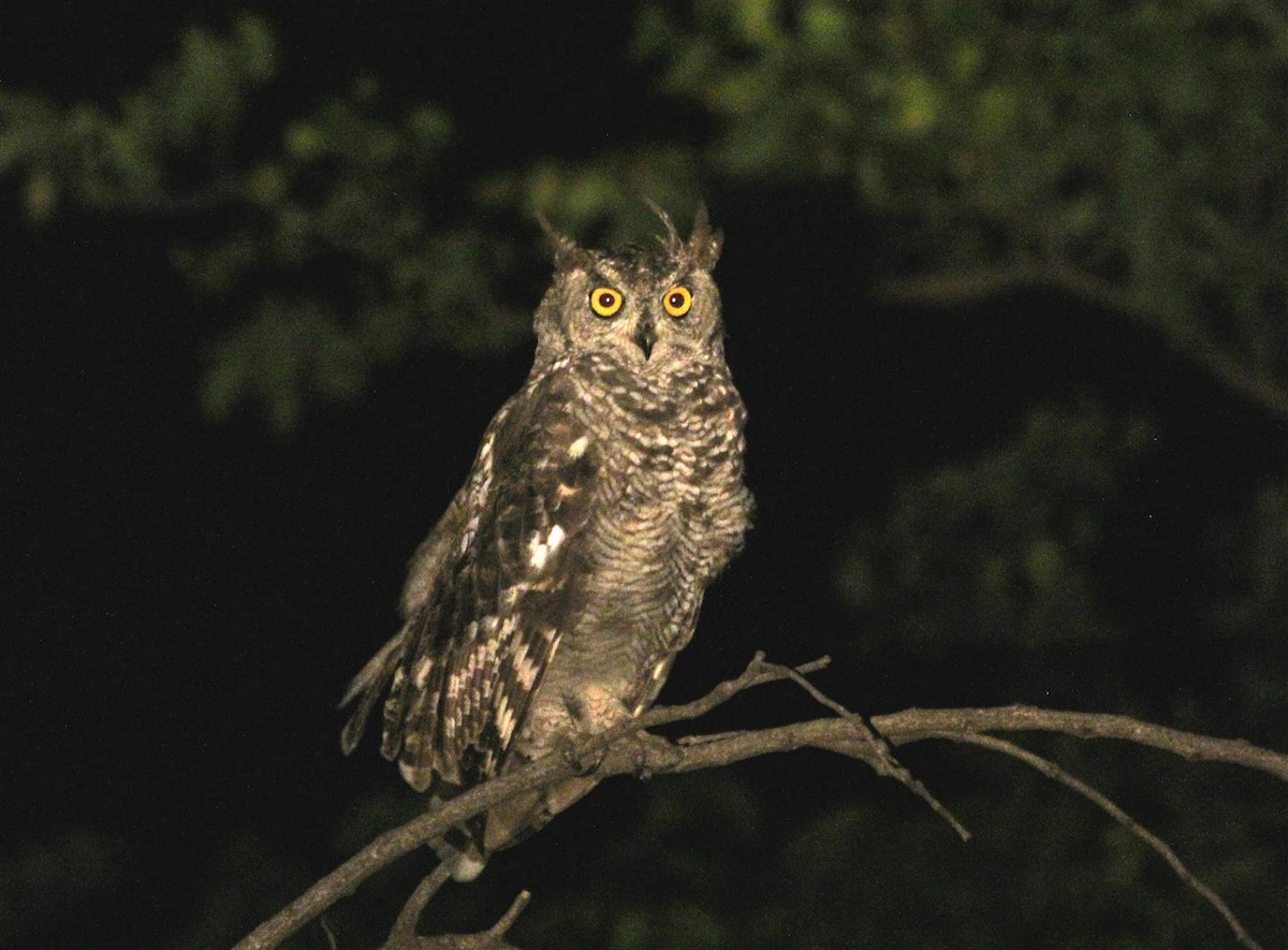 Spotted Eagle-Owl - ML164612561