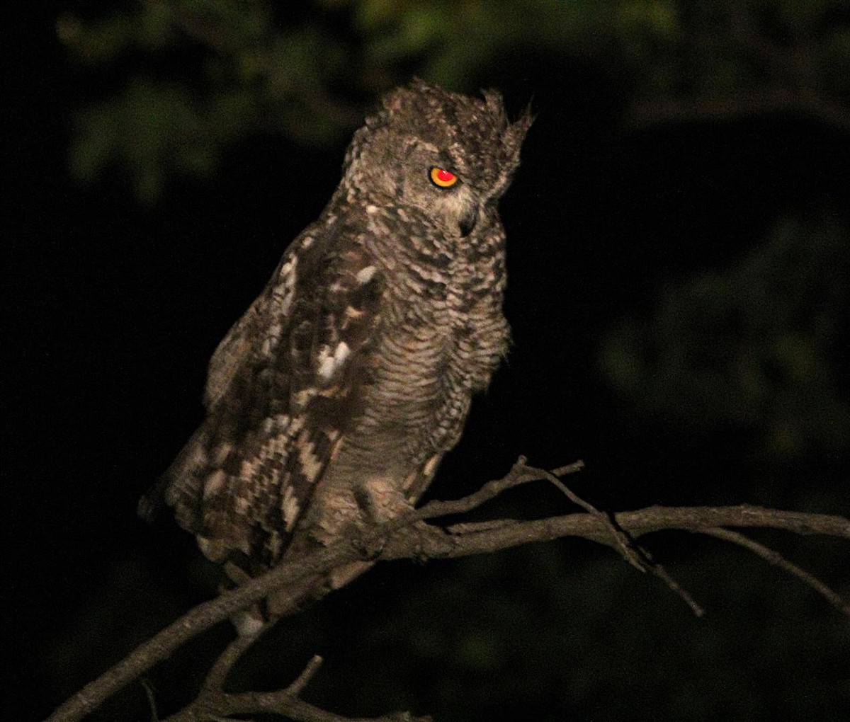 Spotted Eagle-Owl - ML164612641