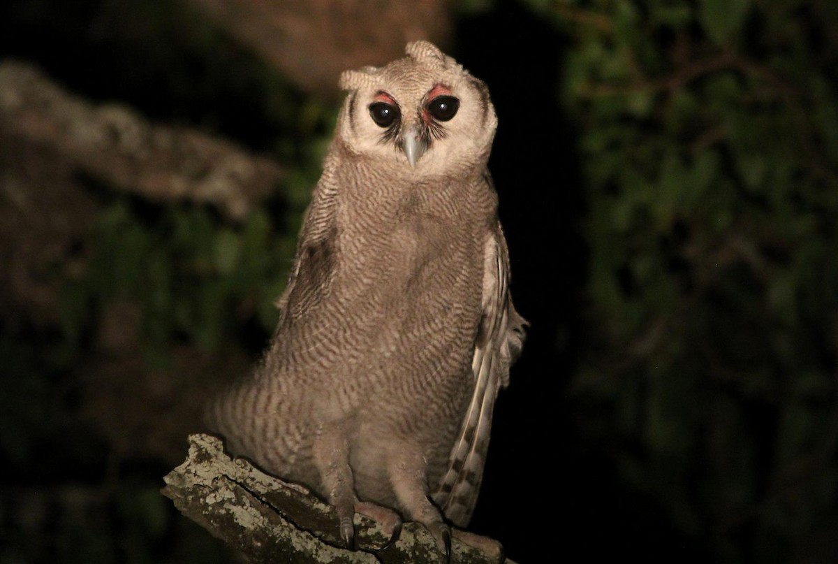 Verreaux's Eagle-Owl - H. Resit Akçakaya