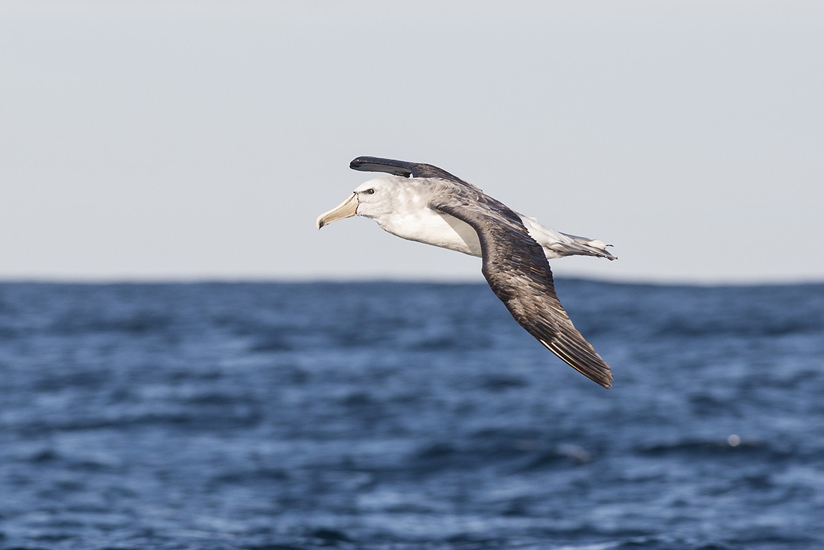 albatros snarský - ML164612761