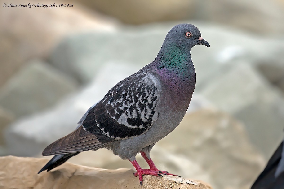 Rock Pigeon (Feral Pigeon) - Hans Spiecker