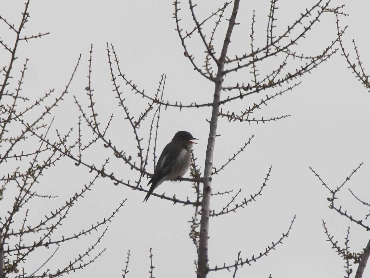 eBird Checklist 17 Jun 2019 LabL'AnseauLoup 19 species