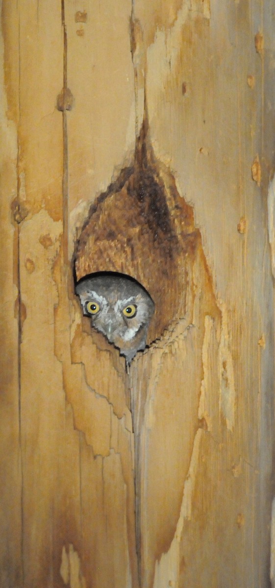 Elf Owl - Donna L Dittmann