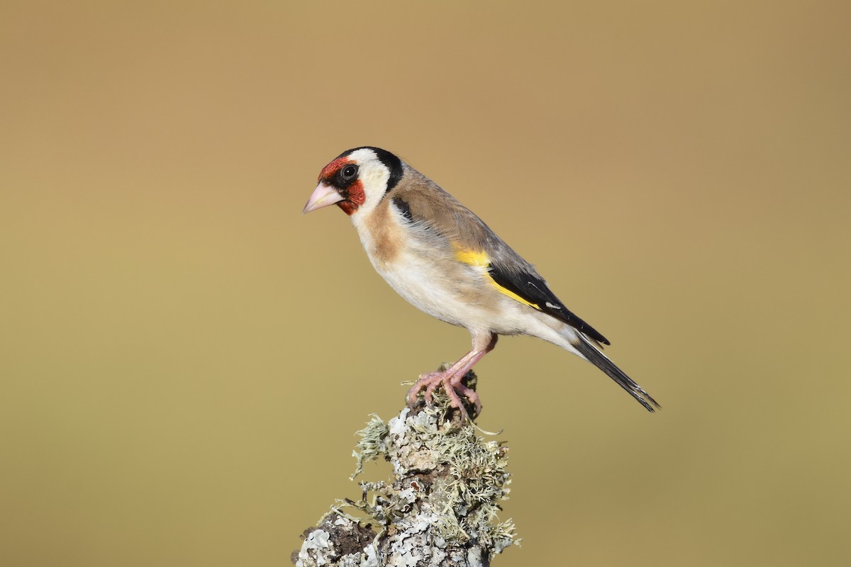 European Goldfinch - Santiago Caballero Carrera