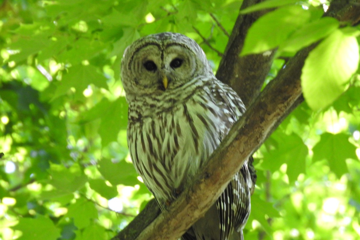 Barred Owl - ML164631851