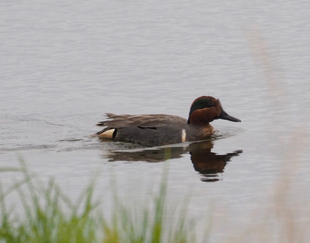 Green-winged Teal - ML164634031