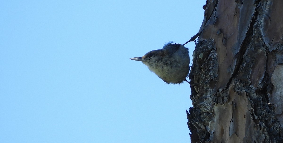 Brown-headed Nuthatch - ML164635341