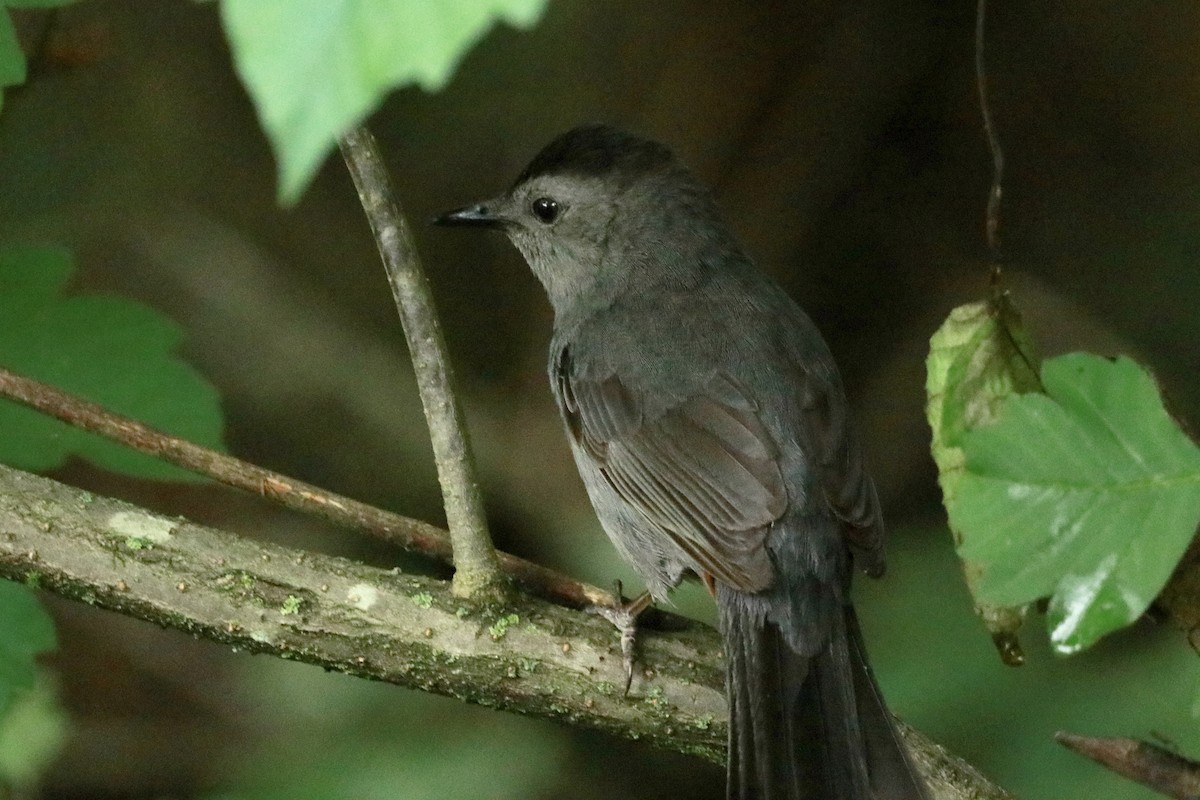 Gray Catbird - Zebedee Muller