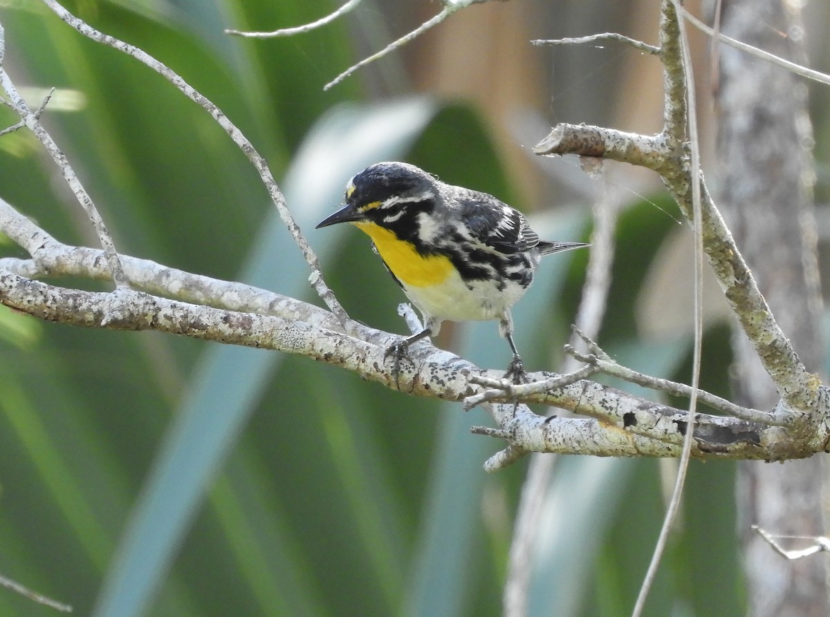 Yellow-throated Warbler - ML164636441