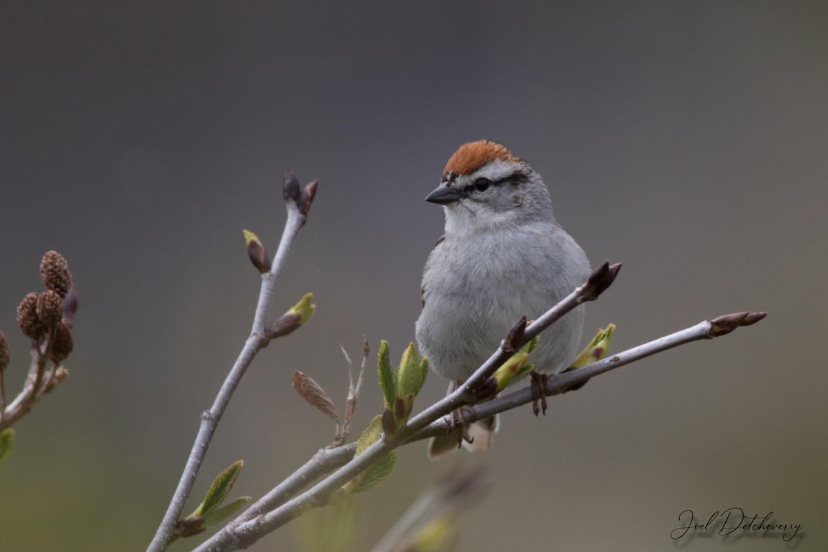 Chipping Sparrow - Detcheverry Joël