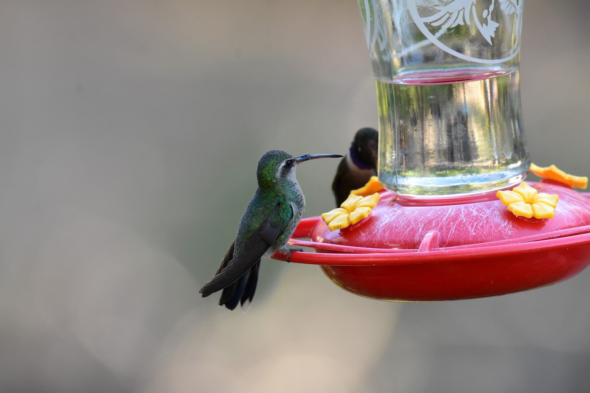 Broad-billed Hummingbird - ML164639781