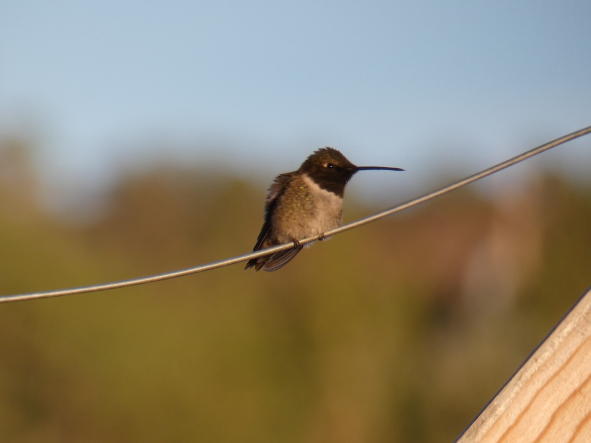 Black-chinned Hummingbird - ML164640021