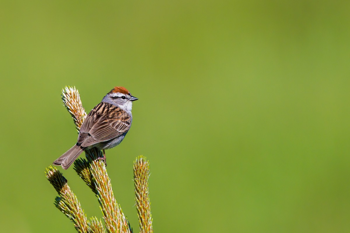 Chipping Sparrow - ML164645051