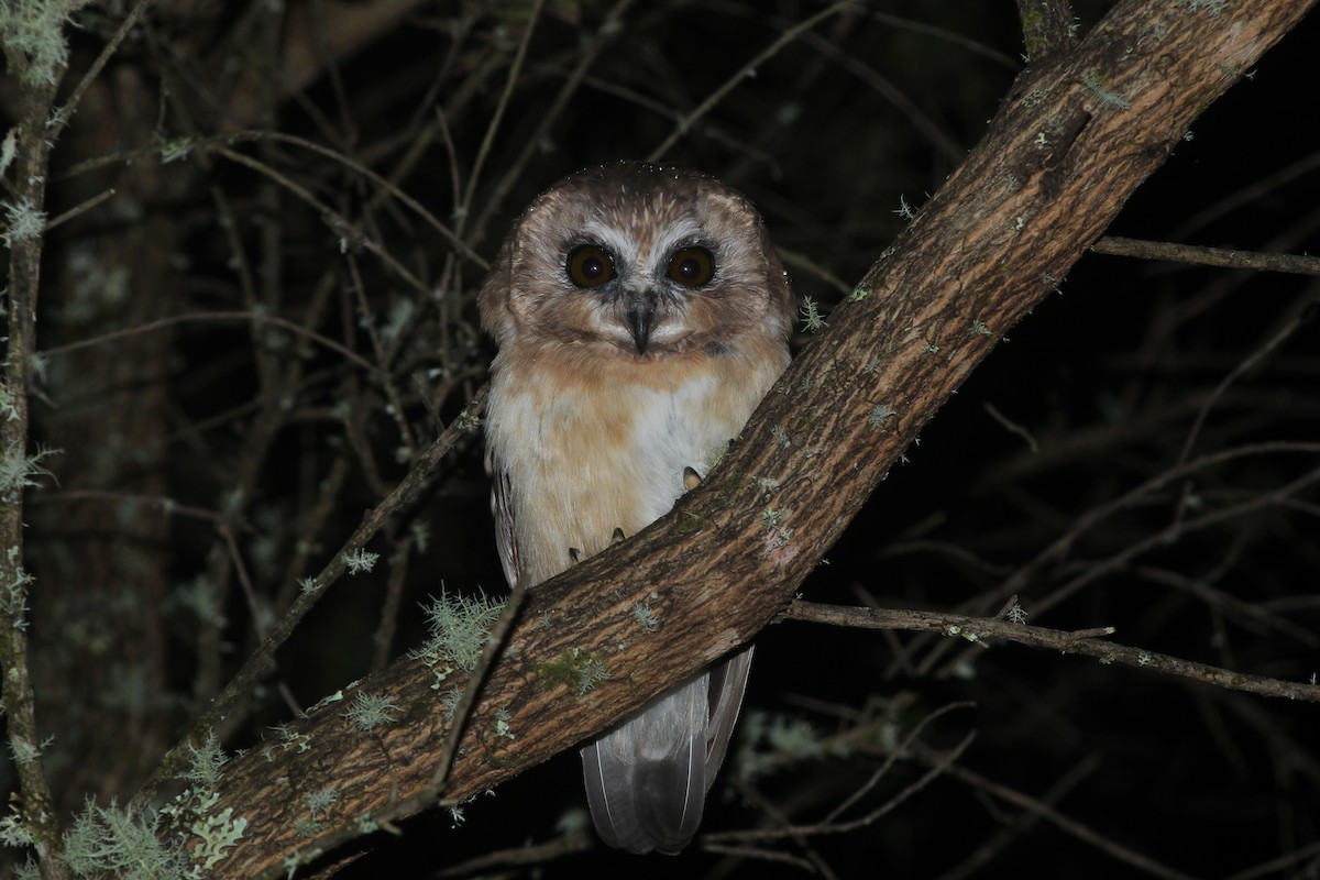 Unspotted Saw-whet Owl - ML164645501