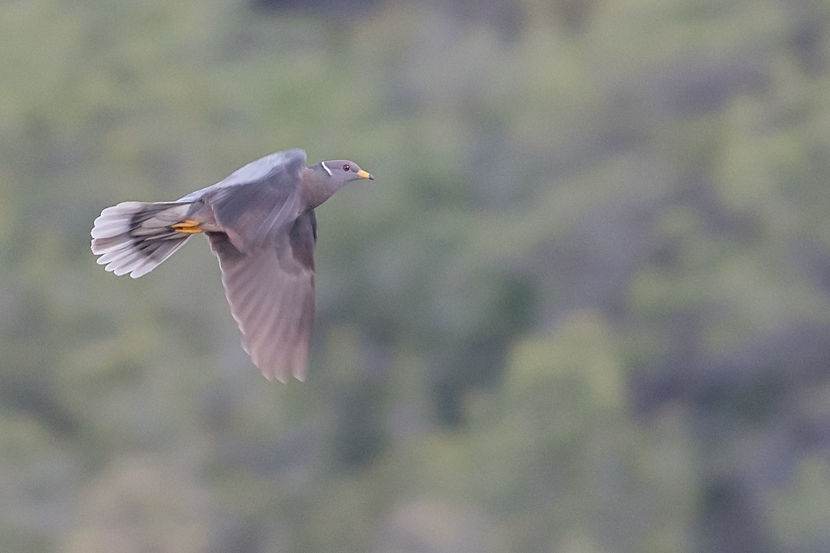 Band-tailed Pigeon - Mike Stewart