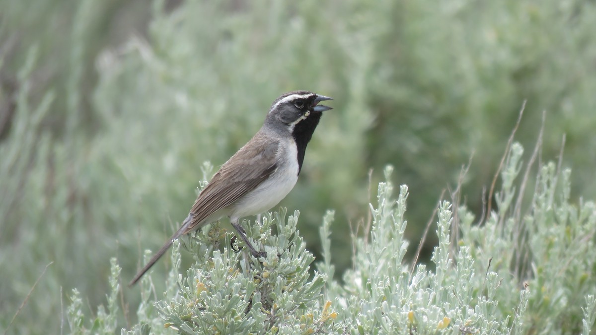 Black-throated Sparrow - ML164651711