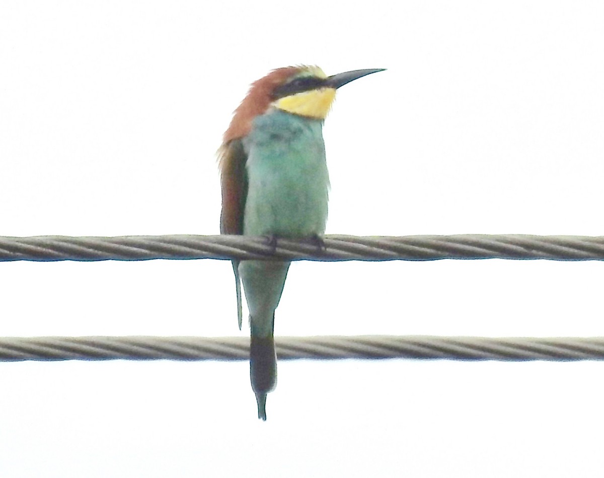 European Bee-eater - Candy Giles
