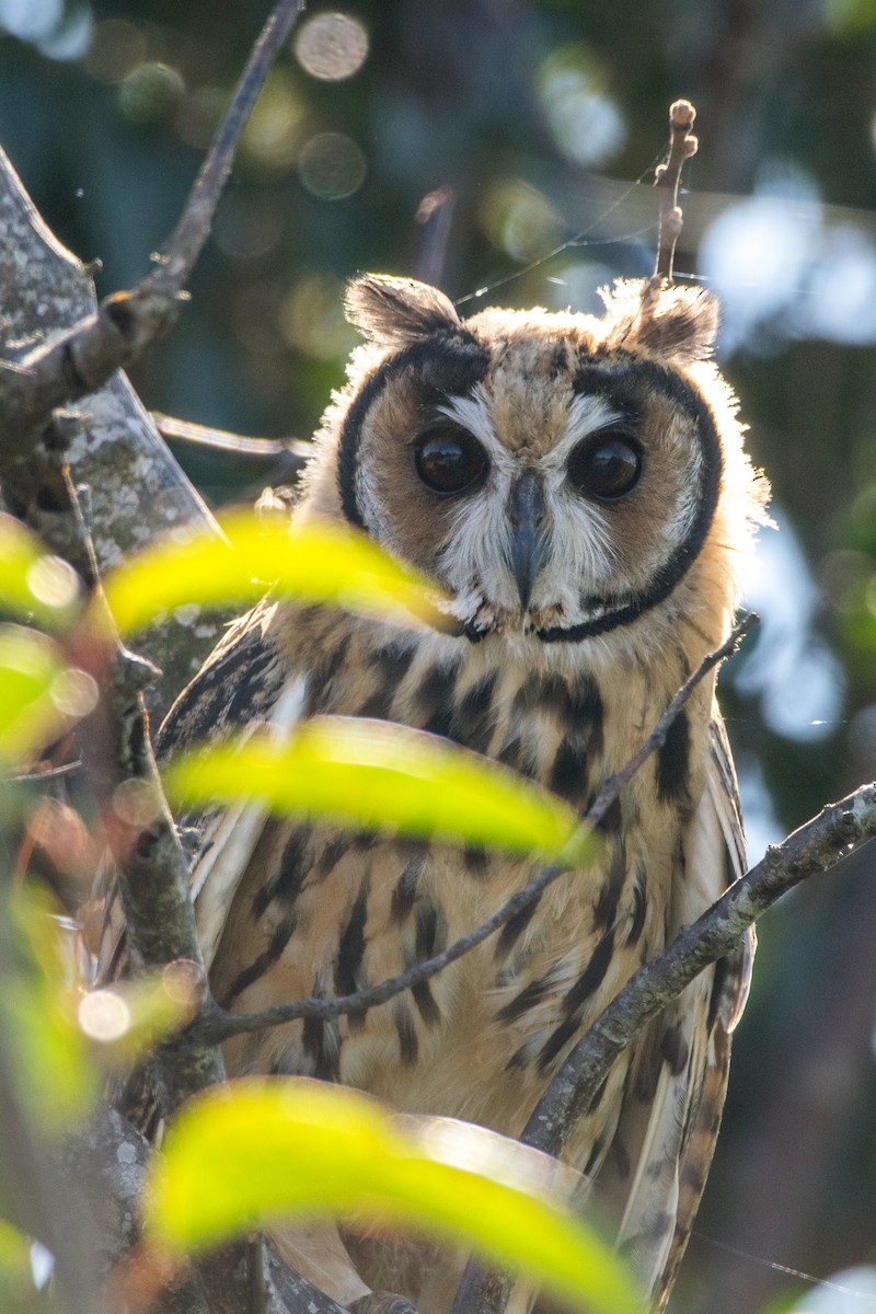 Striped Owl - ML164654561