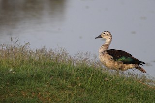 Knob-billed Duck, ML164655641