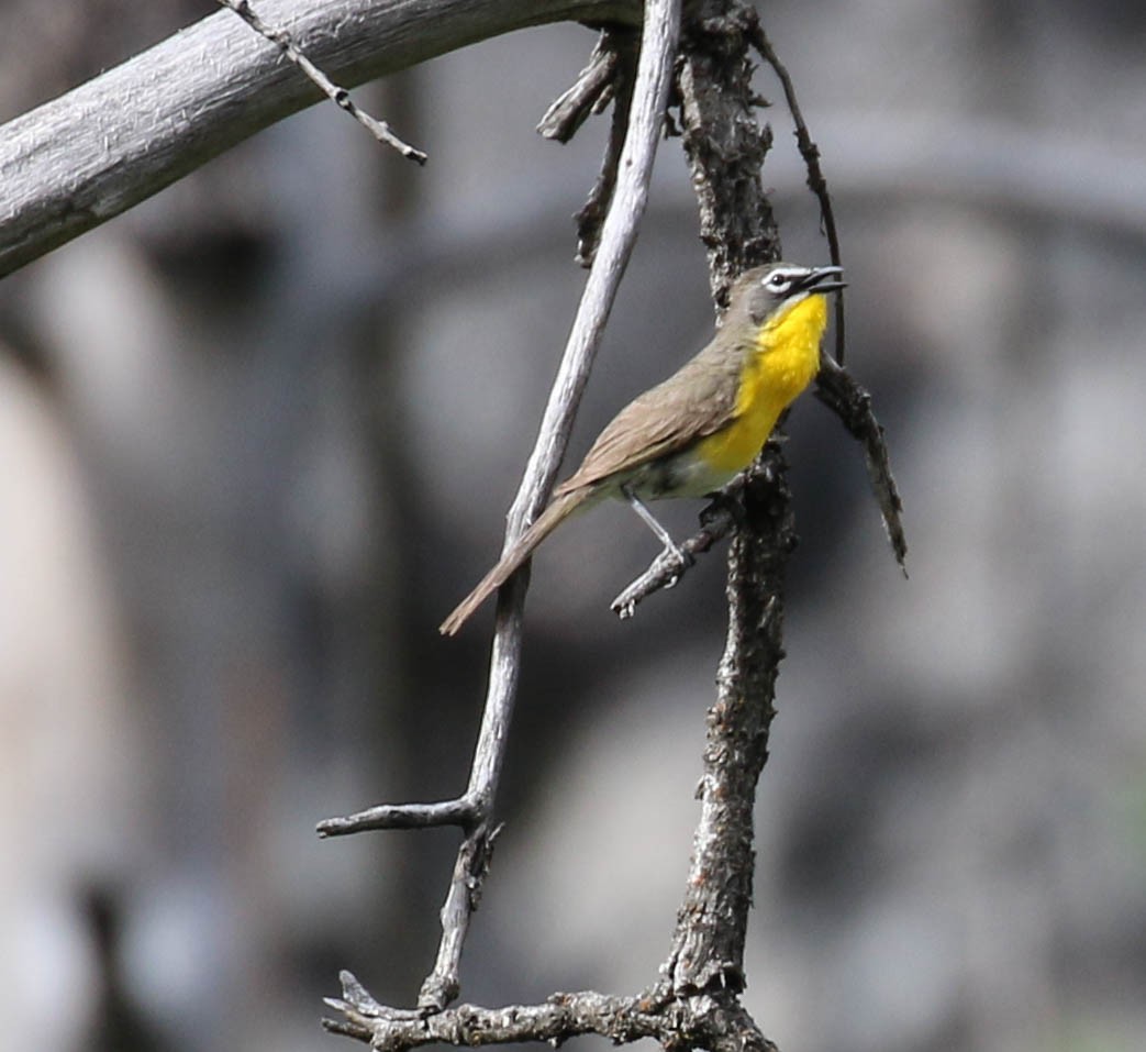 Yellow-breasted Chat - ML164658251