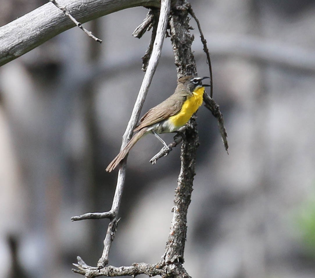 Yellow-breasted Chat - Tom Driscoll