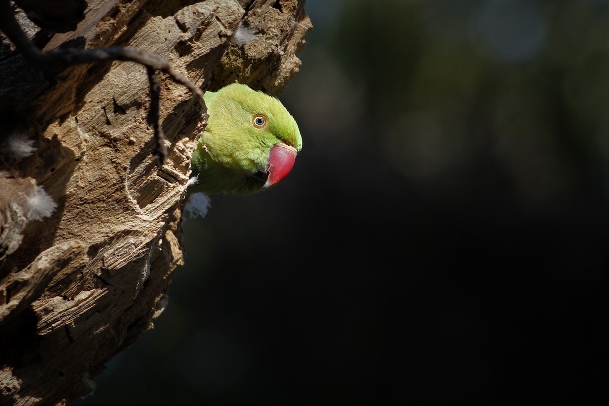 Rose-ringed Parakeet - Adit Nehra