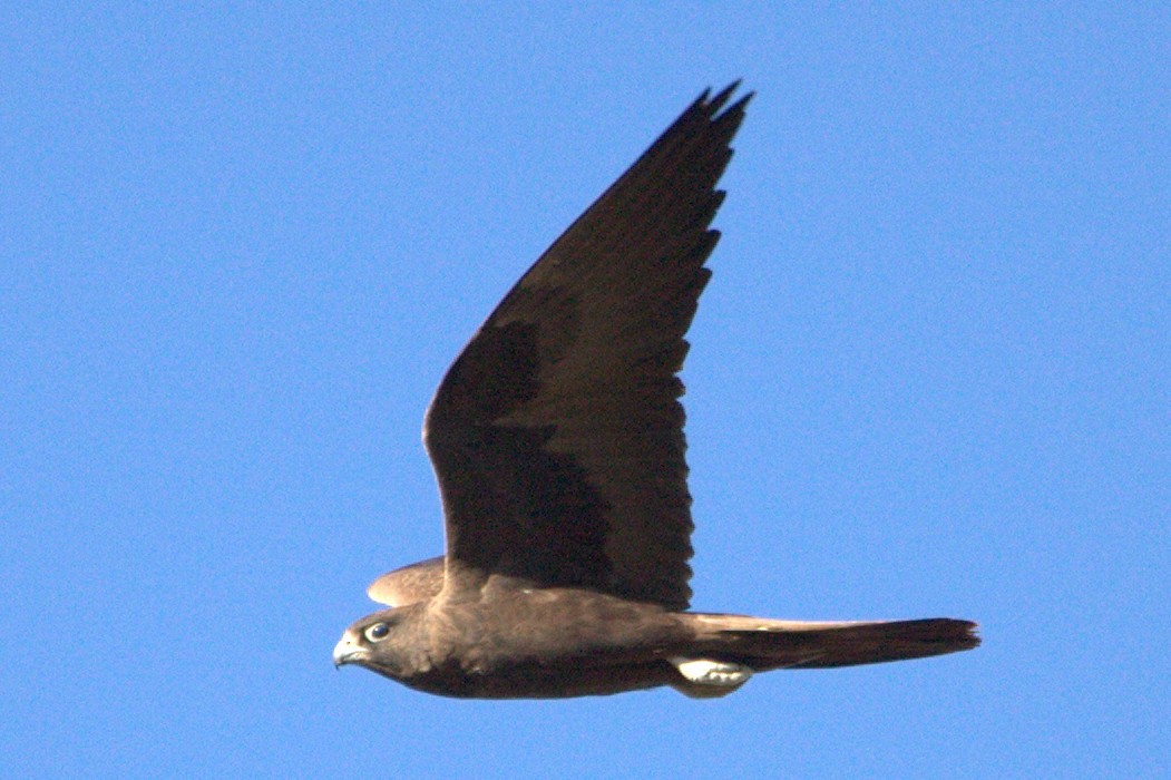 Black Falcon - Mat Gilfedder