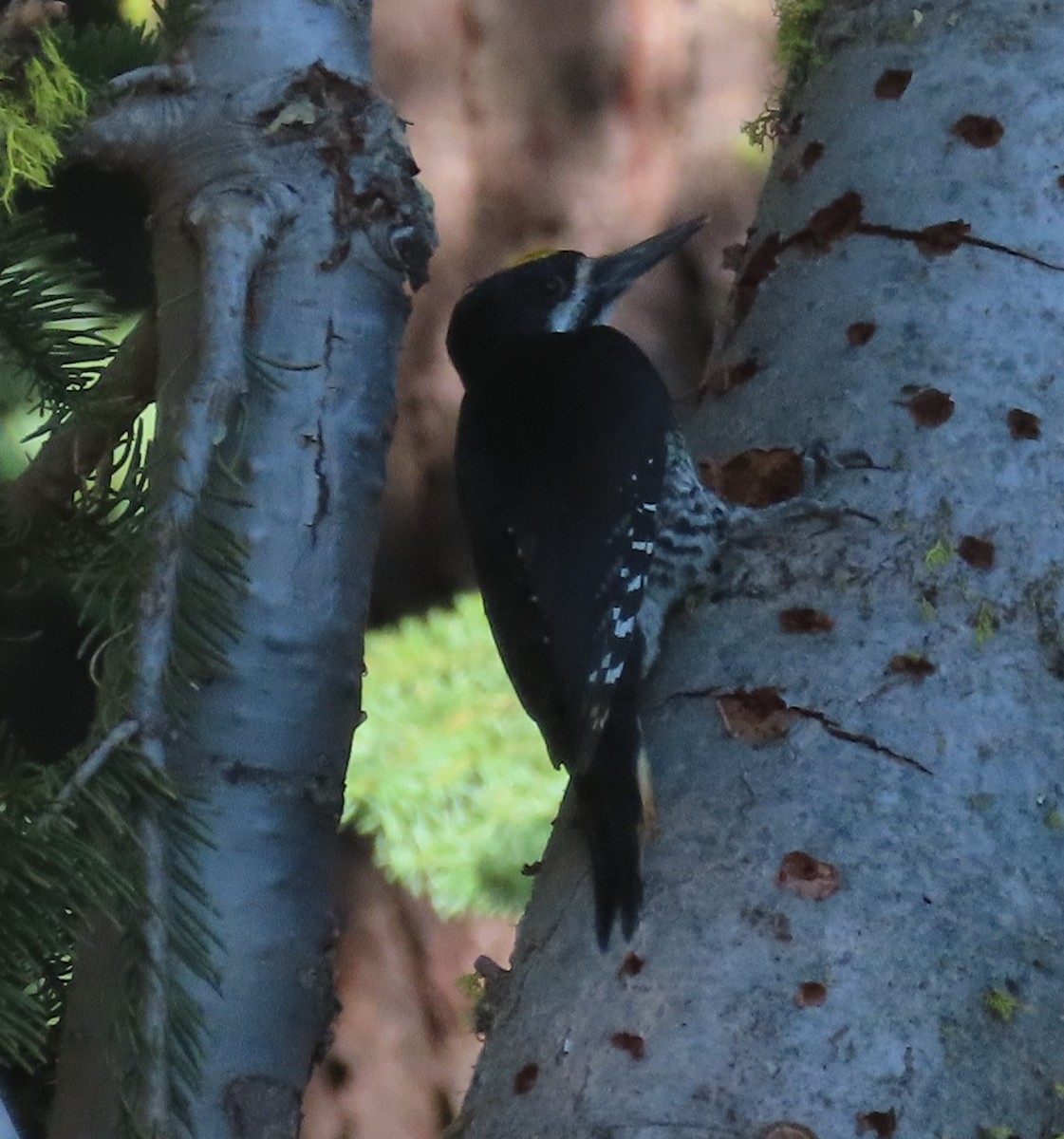 Black-backed Woodpecker - Phil Brown