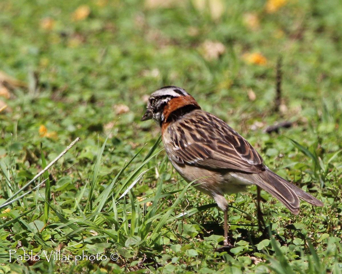 Rufous-collared Sparrow - ML164670391