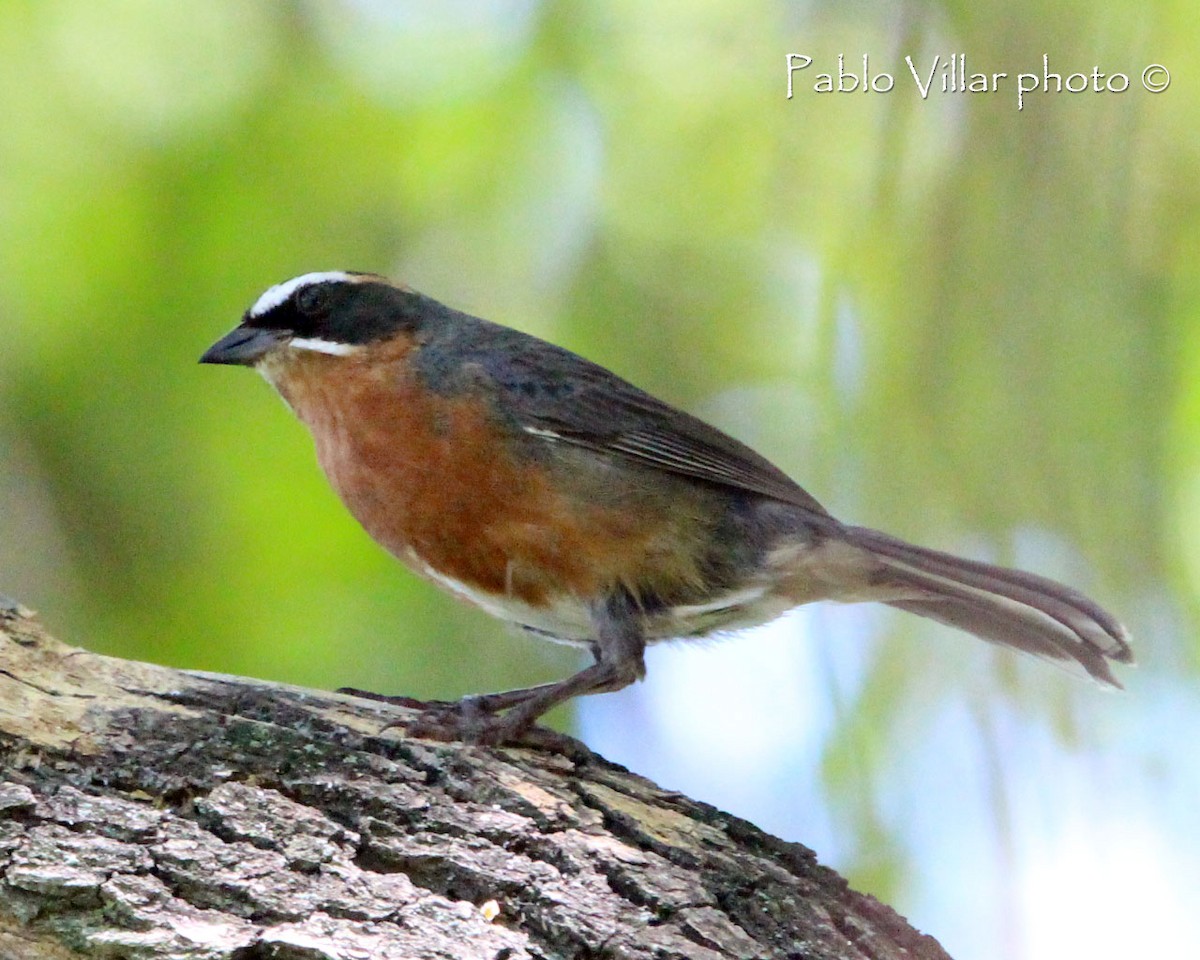 Black-and-rufous Warbling Finch - ML164670751