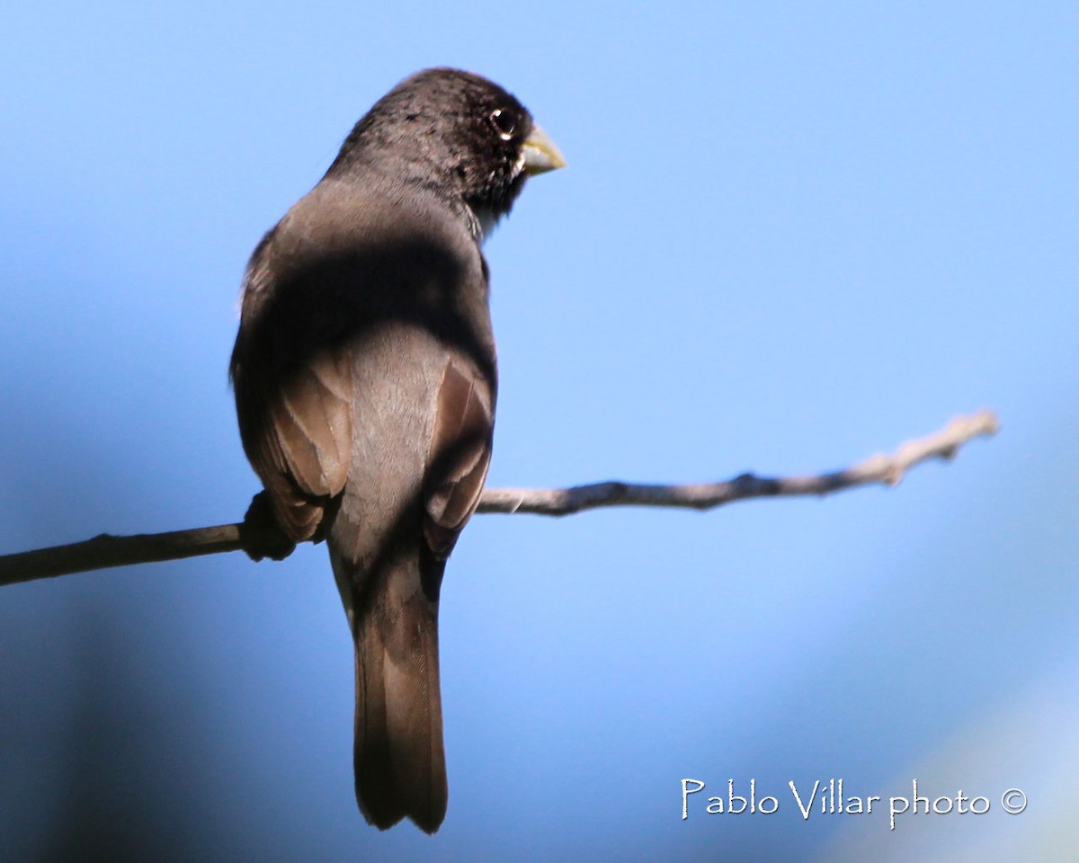 Double-collared Seedeater - ML164670811