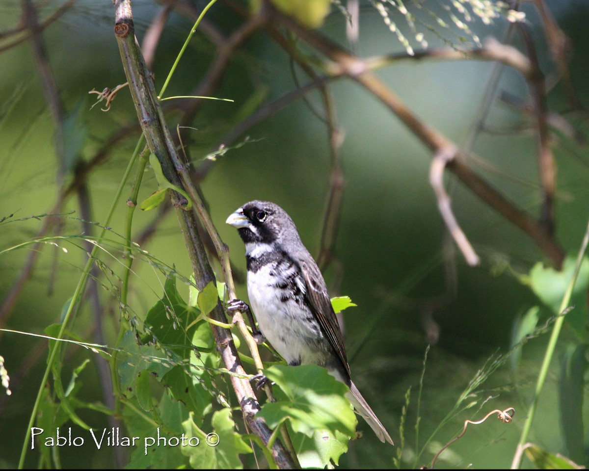 Double-collared Seedeater - ML164670821