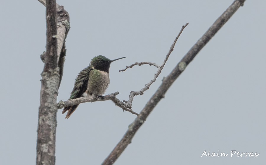 Ruby-throated Hummingbird - Alain Perras