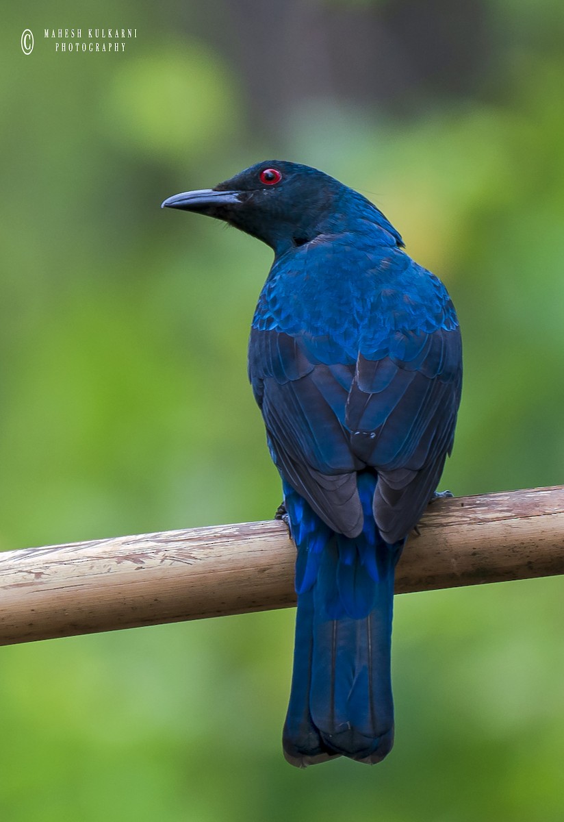 Asian Fairy-bluebird - Mahesh Kulkarni