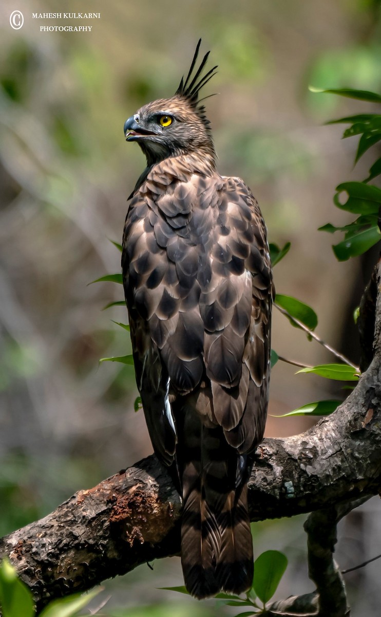 Changeable Hawk-Eagle (Crested) - Mahesh Kulkarni