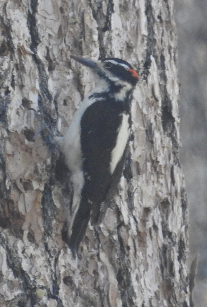 Hairy Woodpecker - Mike Coulson