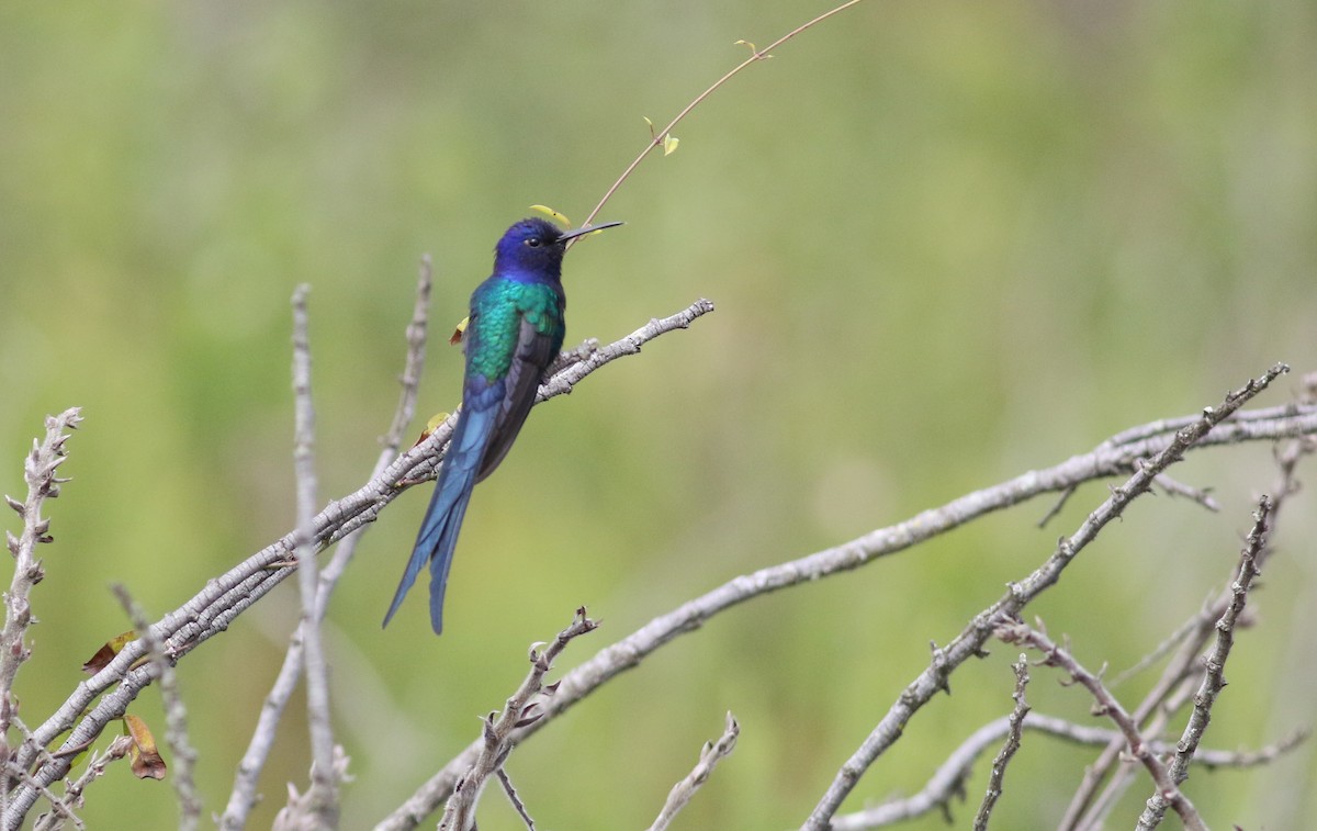 Swallow-tailed Hummingbird - ML164681621