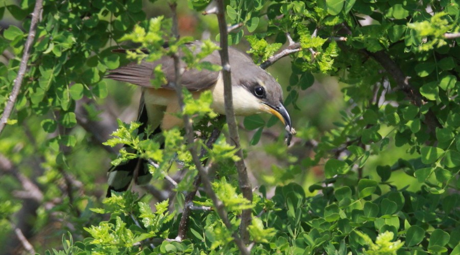 Mangrove Cuckoo - Paul Lewis