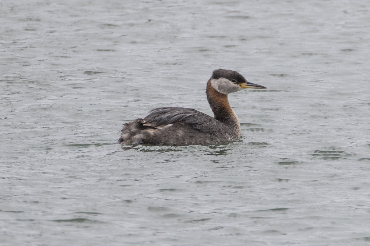 Red-necked Grebe - ML164683641