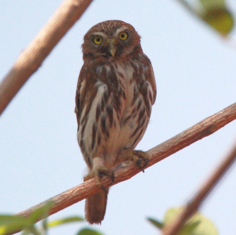 Ferruginous Pygmy-Owl - ML164683831