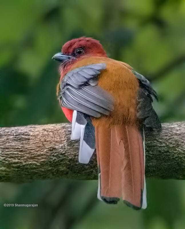 Red-headed Trogon - Anonymous