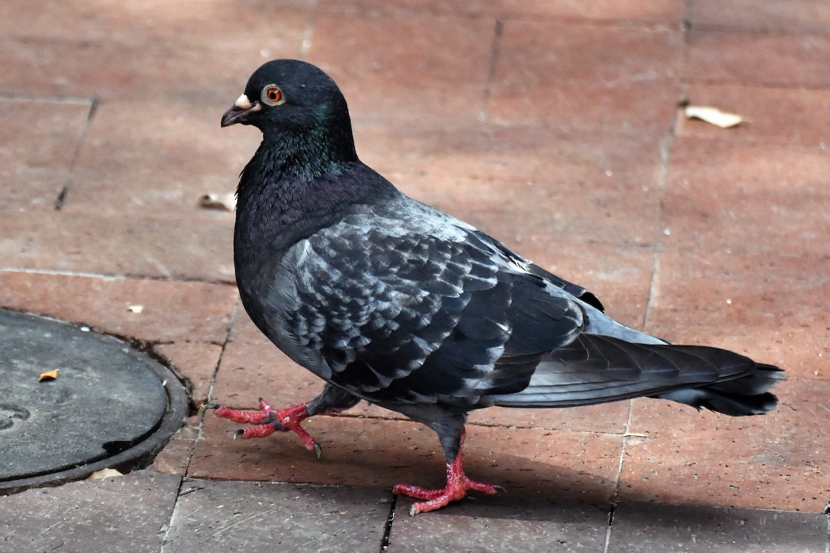 Rock Pigeon (Feral Pigeon) - Derek Hudgins