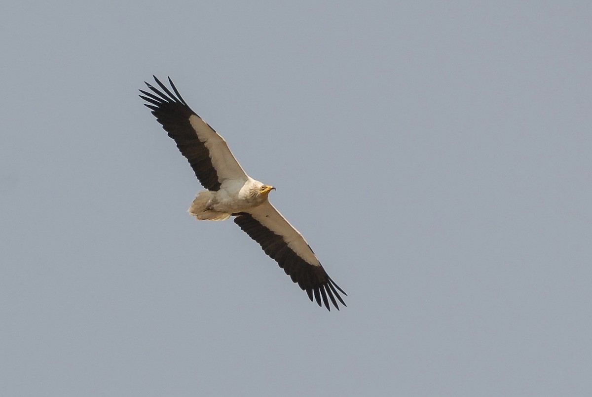 Egyptian Vulture - ML164697221