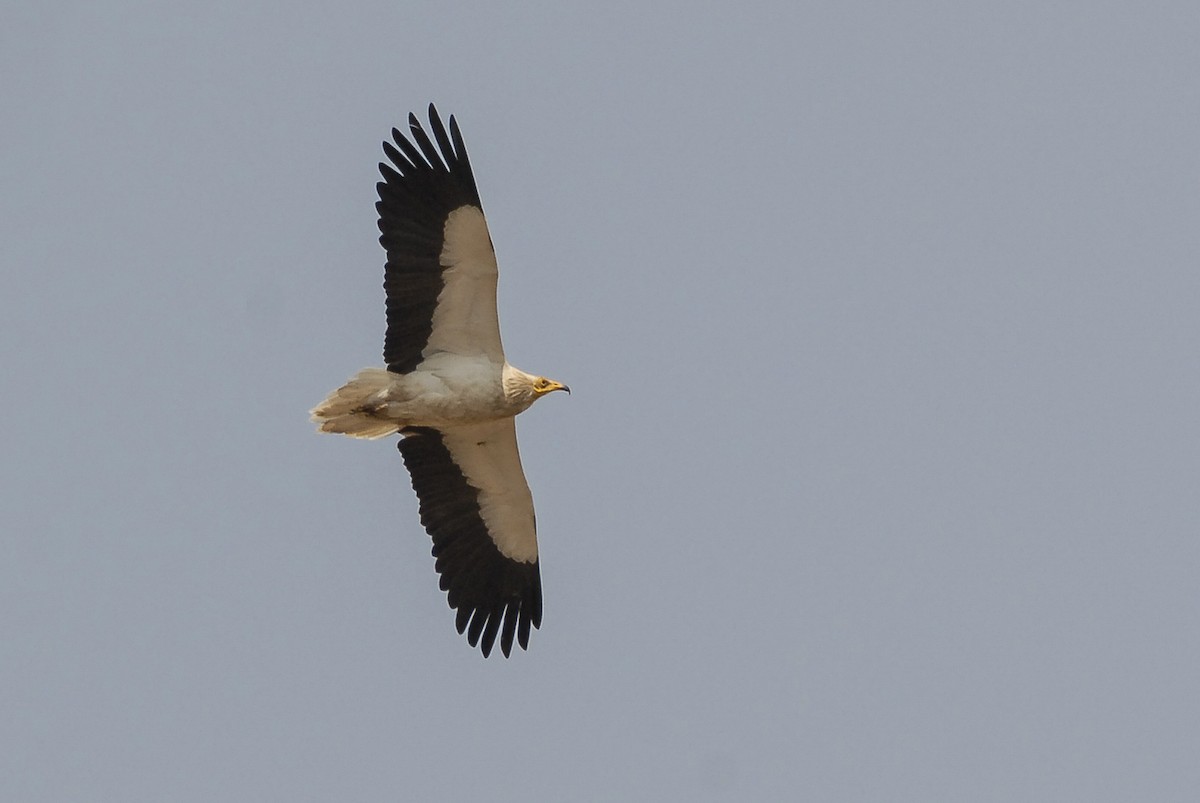 Egyptian Vulture - ML164697291