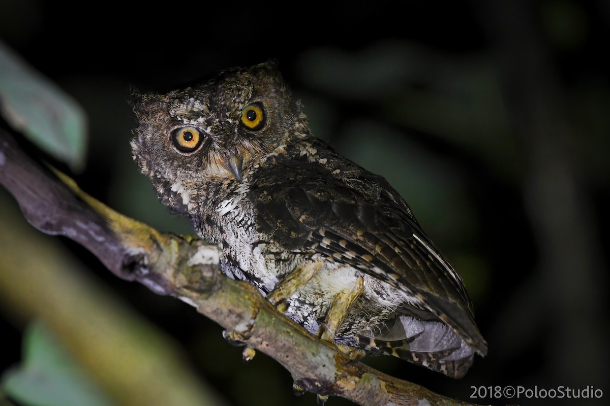 Sulawesi Scops-Owl - ML164699871