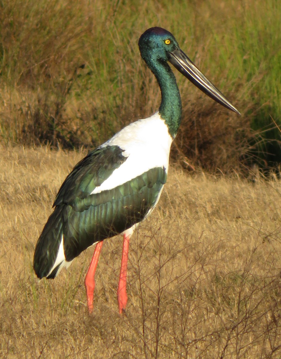 Black-necked Stork - Mike Bennett